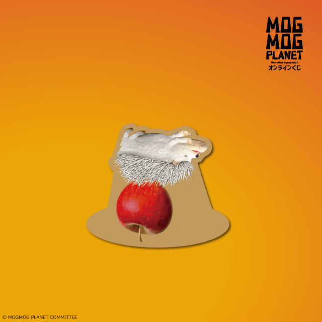 ハリネズミの画像