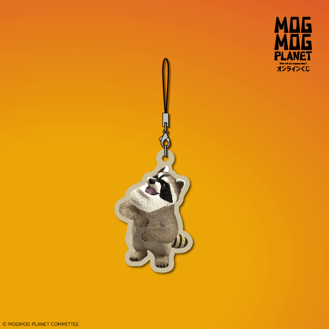 アライグマの画像