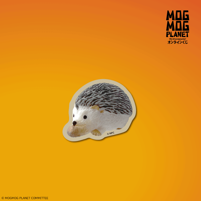 ハリネズミの画像