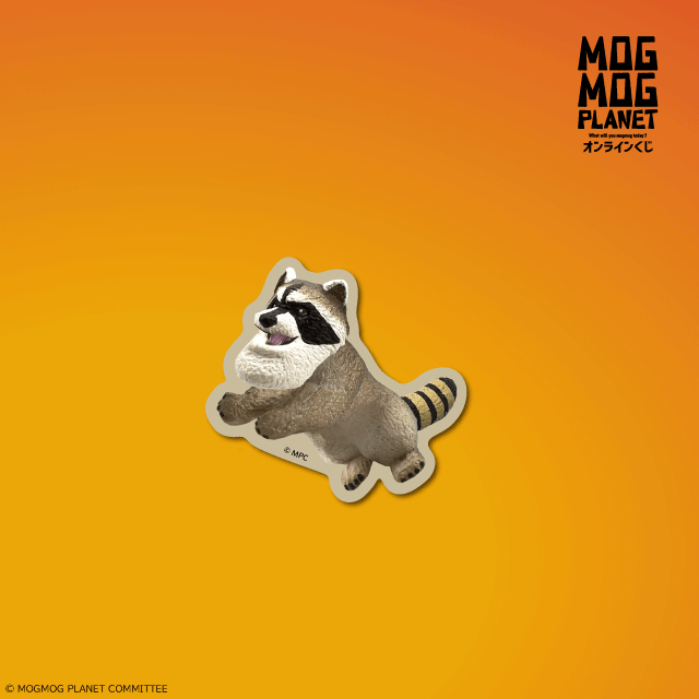 アライグマの画像